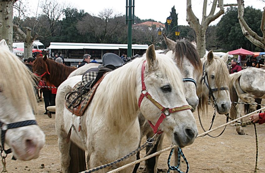 38e Edition De La Foire Aux Chevaux Et Metiers Equestres Farandole